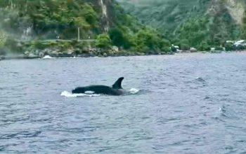 Hiu Paus Di Bone Bolango Menghilang Sejak Kemunculan Orca