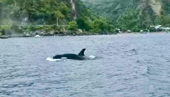 Hiu Paus Di Bone Bolango Menghilang Sejak Kemunculan Orca