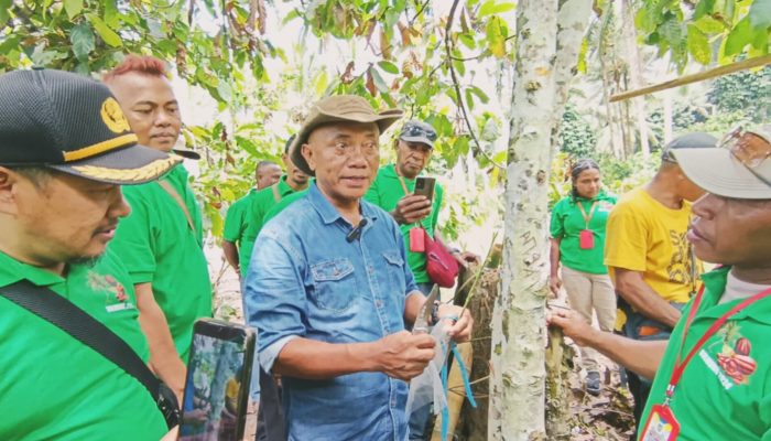 Kakao Masi Menjadi Tanaman Komoditas Unggulan Pada Sektor Pertanian Di BMR